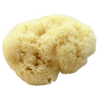 Kii-Baa Organic Silky Sea Sponge 10-12 cm Kopalniški dodatek 1 kos