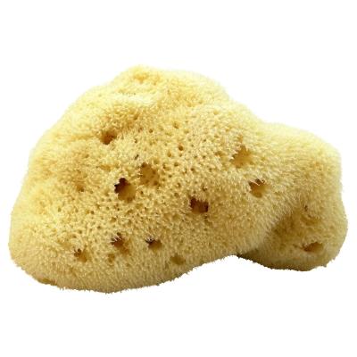 Kii-Baa Organic Silky Sea Sponge 8-10 cm Kopalniški dodatek 1 kos